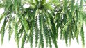 Collection 09 – Fern Garden - Thumbnail 17