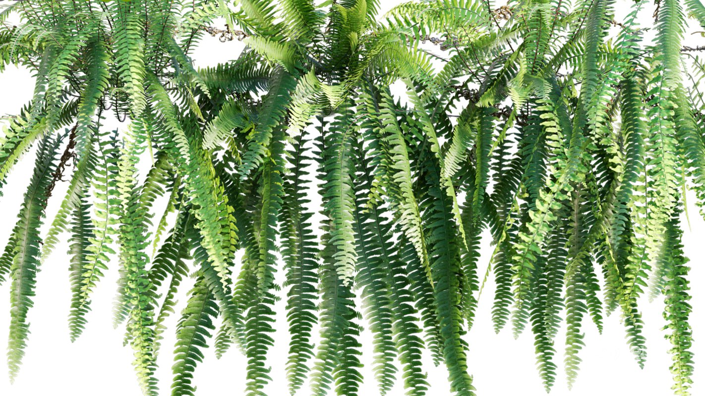 Collection 09 – Fern Garden Image 17