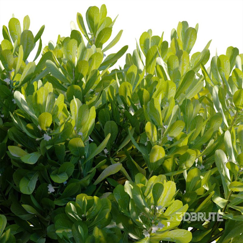 Scaevola Taccada – Beach Cabbage 01 Image 3