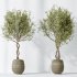 AV Indoor Plants Set 323 Olive Artificial Tree - Thumbnail 4