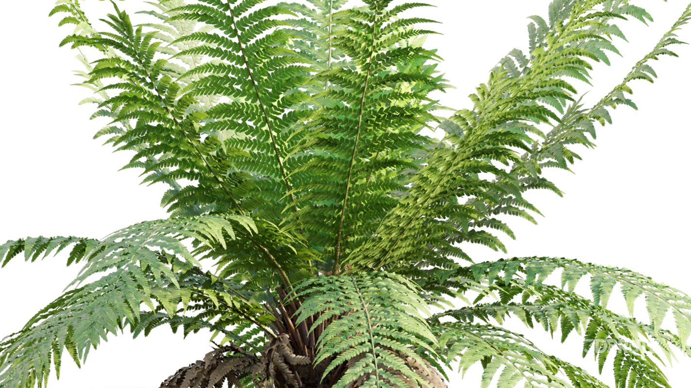 Collection 09 – Fern Garden Image 27