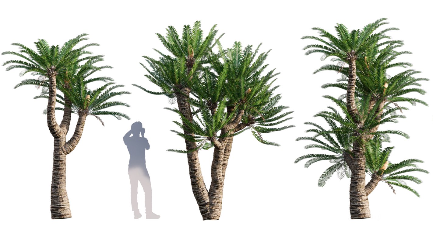 Collection 10 – Palm garden Image 19