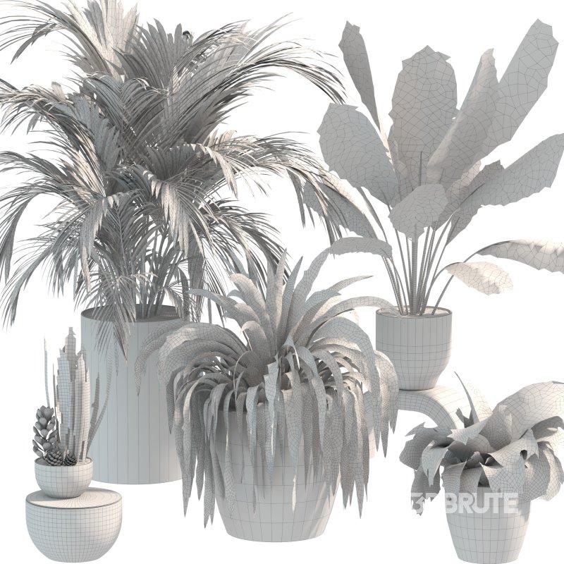 Plant Set 10 Image 1