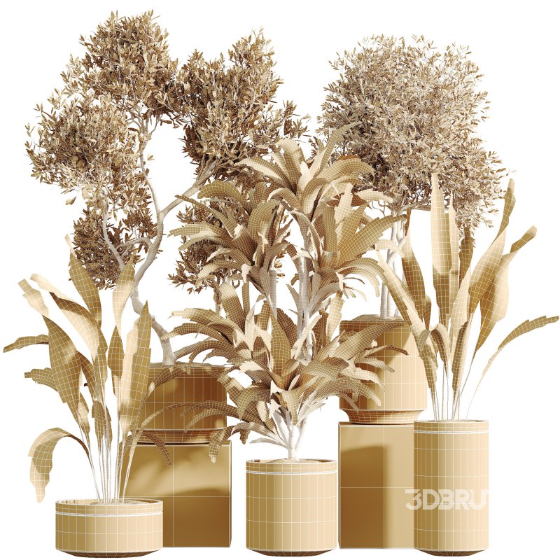 AV Indoor Plants Set 311 Olivo Olea Tree and Aspidistra Elatior Cast iron and Warneckii Lemon Lime Image 9