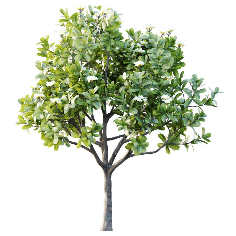 Plumeria Obtusa plant 04 Image 4