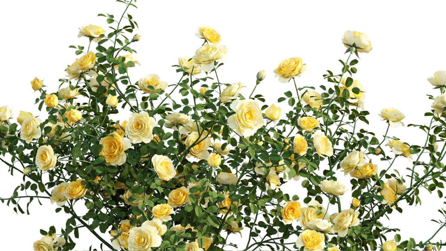 Collection 08 – Rose Garden Image 16