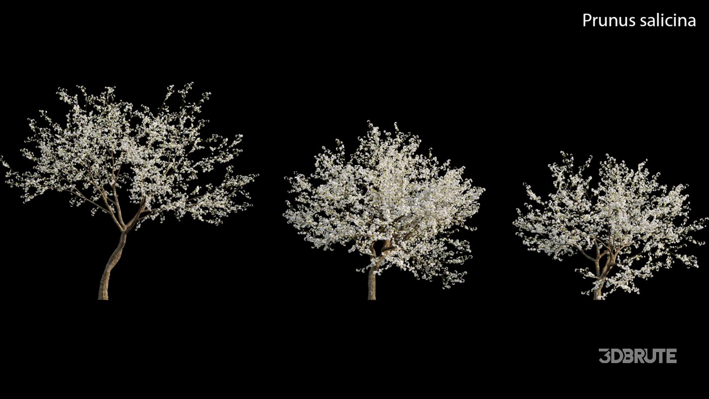 Collection 17 – Chinese garden Image 28