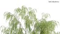 Collection 17 – Chinese garden - Thumbnail 36