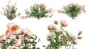 Collection 08 – Rose Garden - Thumbnail 23