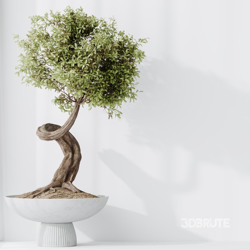 AV Indoor Plants Set 315 Ficus Retusa Bonsai Ginseng and Bonsai Pinus Pentaphylla Thunbergii Image 7