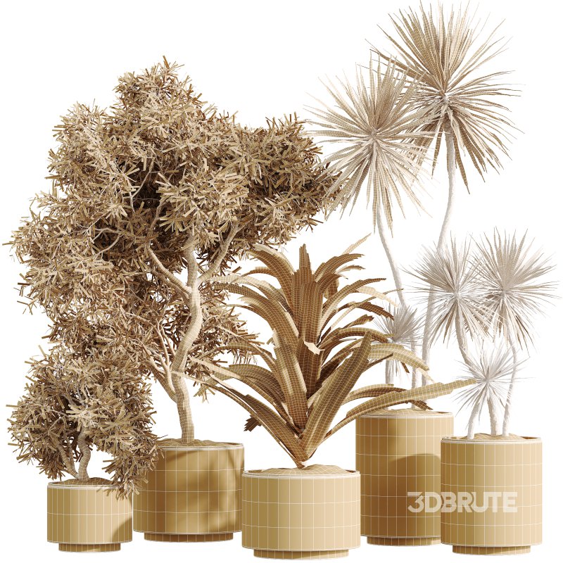 AV Indoor Plants Set 328 Olive and Yucca Rostrata Palm and Dracaena Lemon Image 7