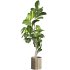 Bonsai Jungle Ficus Fiddle Leaf Fig 446 - Thumbnail 3