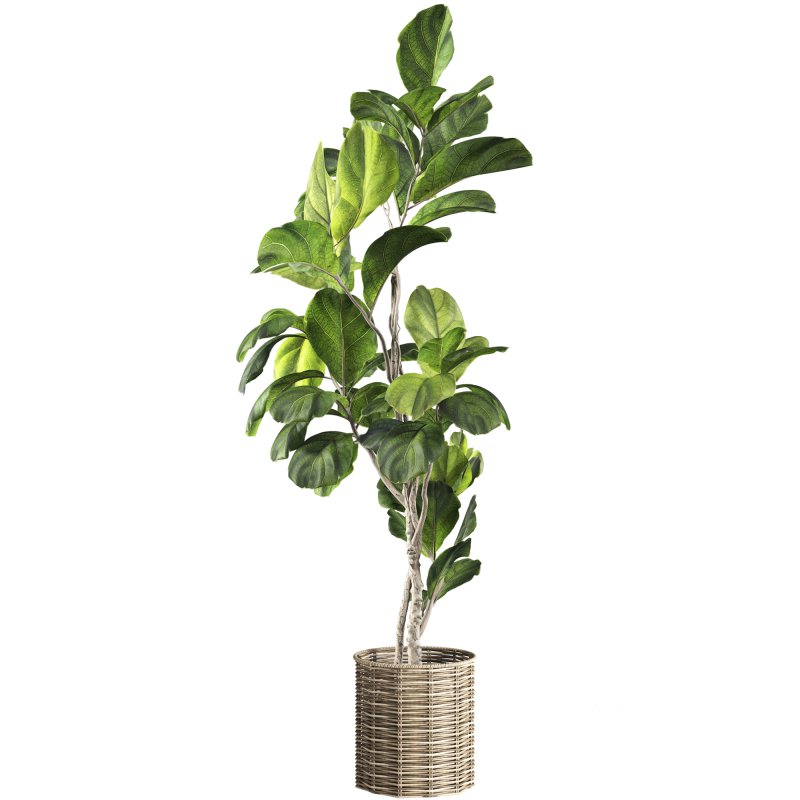 Bonsai Jungle Ficus Fiddle Leaf Fig 446 Image 3