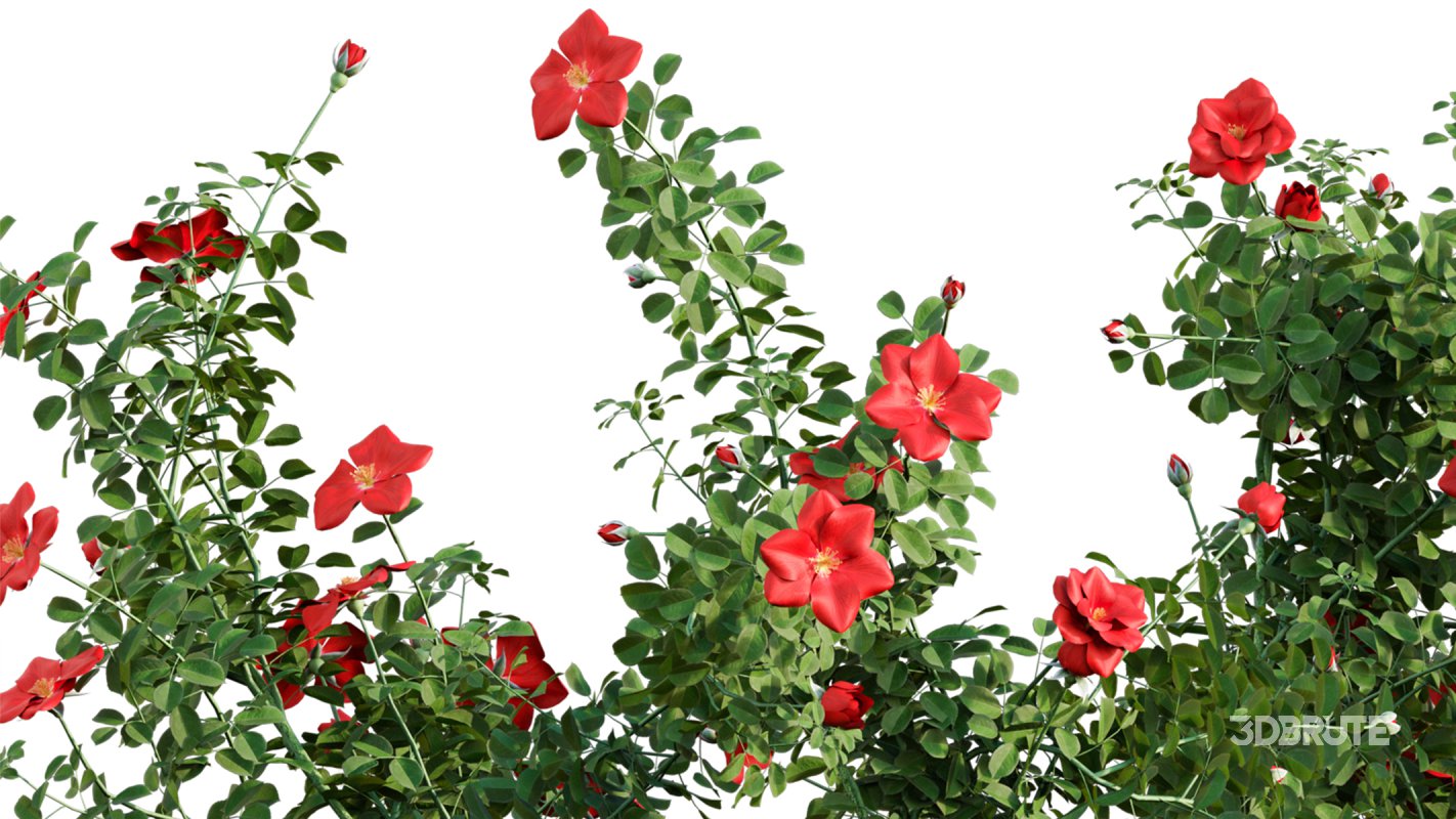 Collection 08 – Rose Garden Image 6