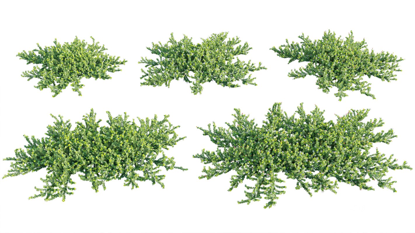 Collection 11 – Ground cover – Vines and Creepers Image 20