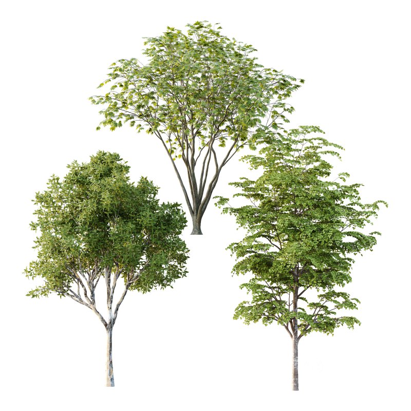 Different Trees 52 Image 1