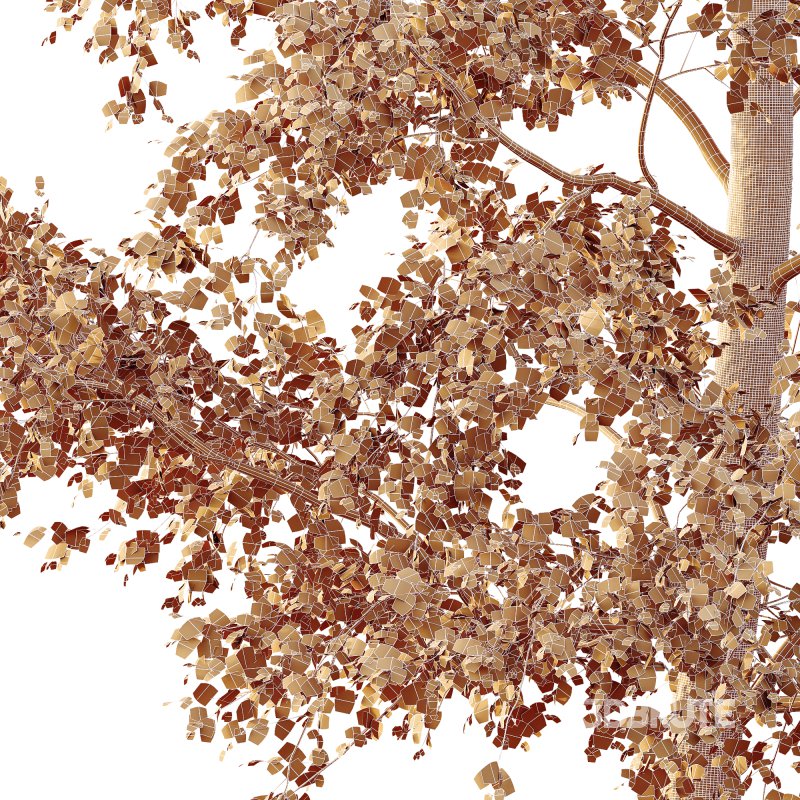 AV Plants Alnus Glutinosa Tree07 Image 4