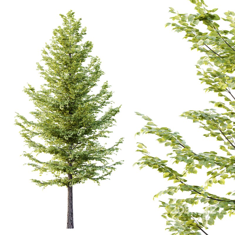 Tilia platyphyllos Tree 10 Image 4