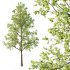 Tilia platyphyllos Tree 01 - Thumbnail 4