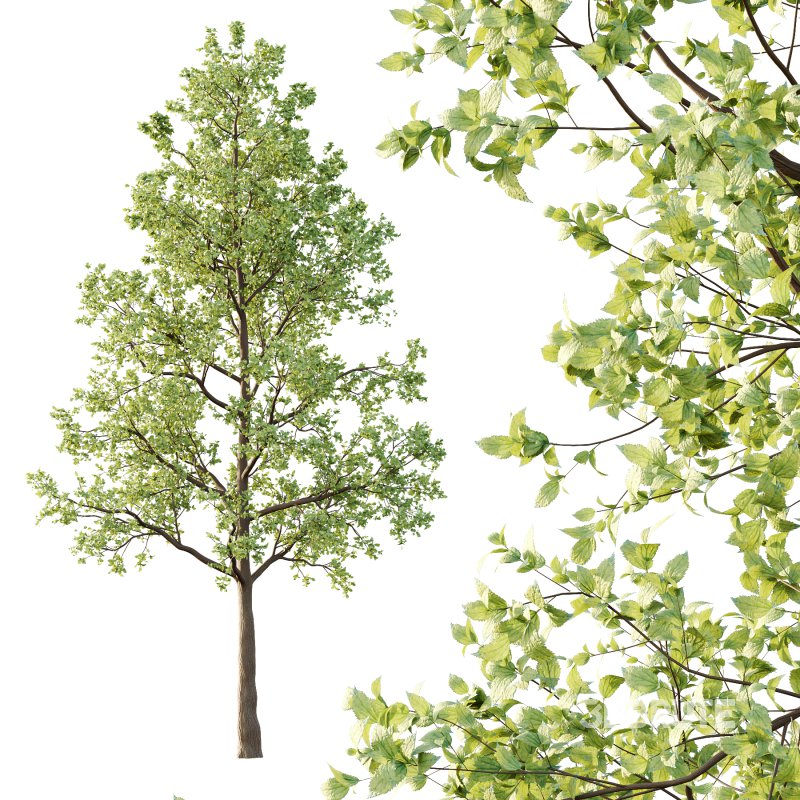 Tilia platyphyllos Tree 01 Image 4