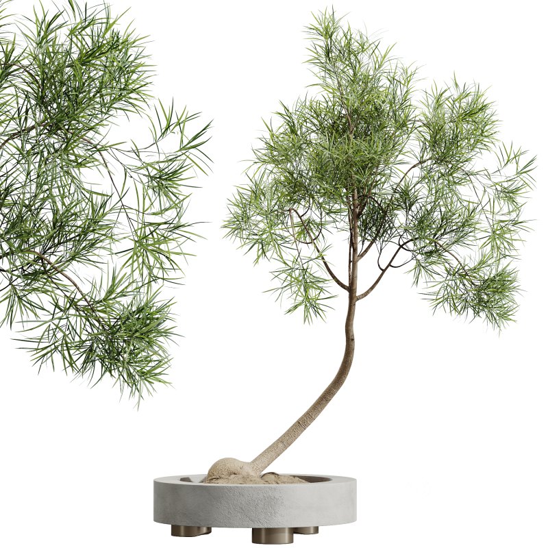 AV Indoor Plants Set 324 Japandi Decorative Minimalism Ficus Dracaena Marginata Image 6