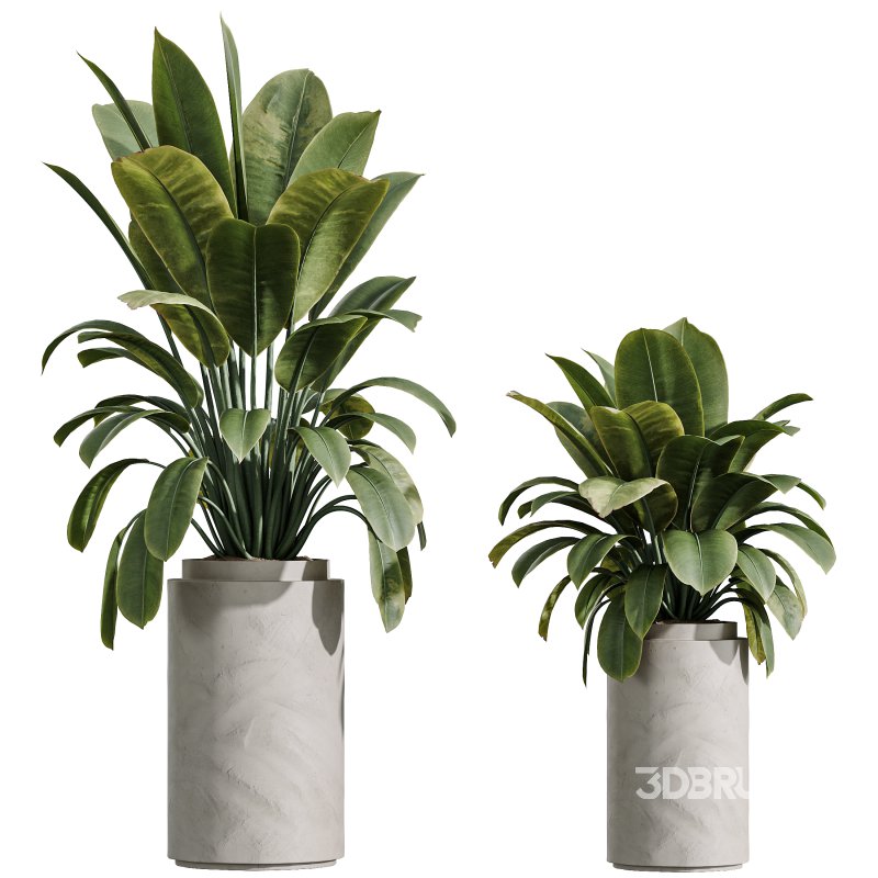 AV Indoor Plants Set 349 Ficus Dracaena Marginata and Olive and Robusta Abidjan Image 3