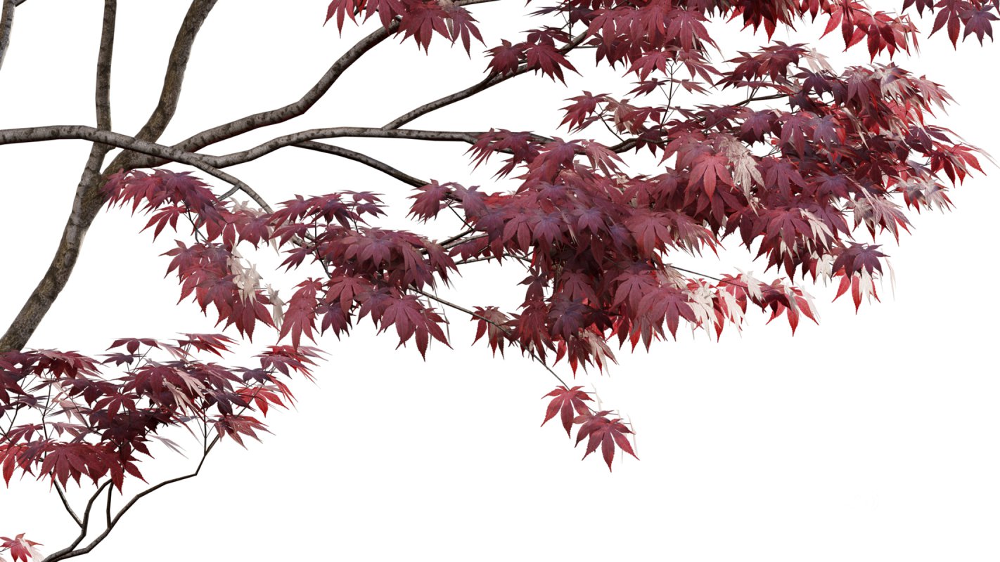 Collection 17 – Chinese garden Image 5