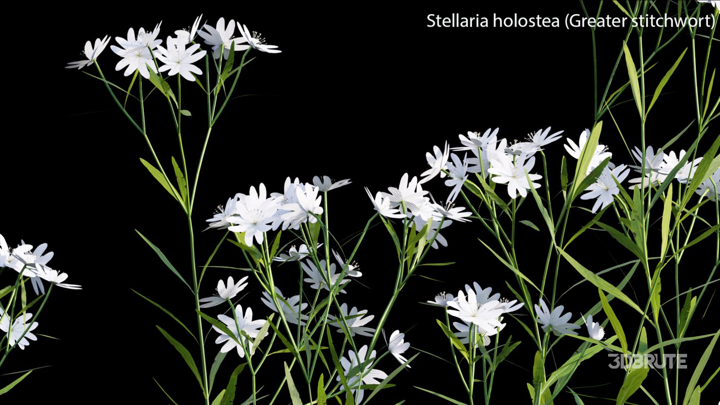 Collection 14 – English Garden Image 37