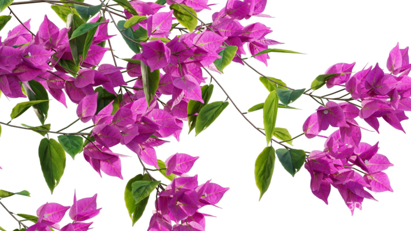 Collection 07 – Central America Garden Image 45