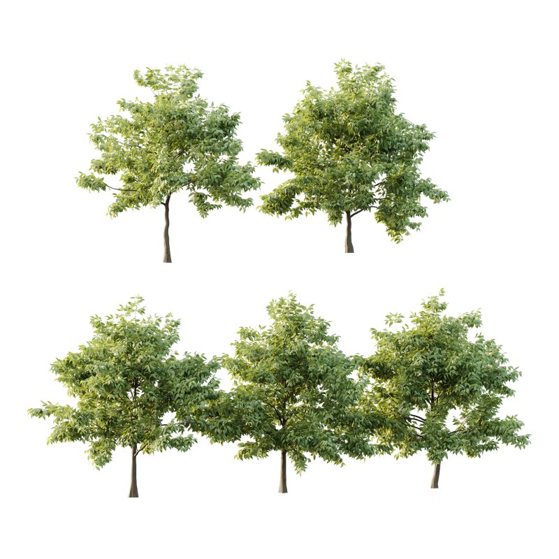 Celtis australis Tree 10 Image 5