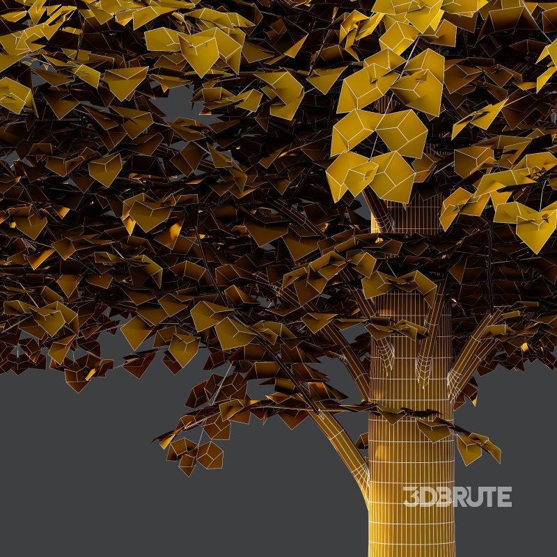 Tilia platyphyllos Tree 09 Image 5