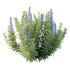 Echium candicans Pride of Madeira Bush 03 - Thumbnail 5