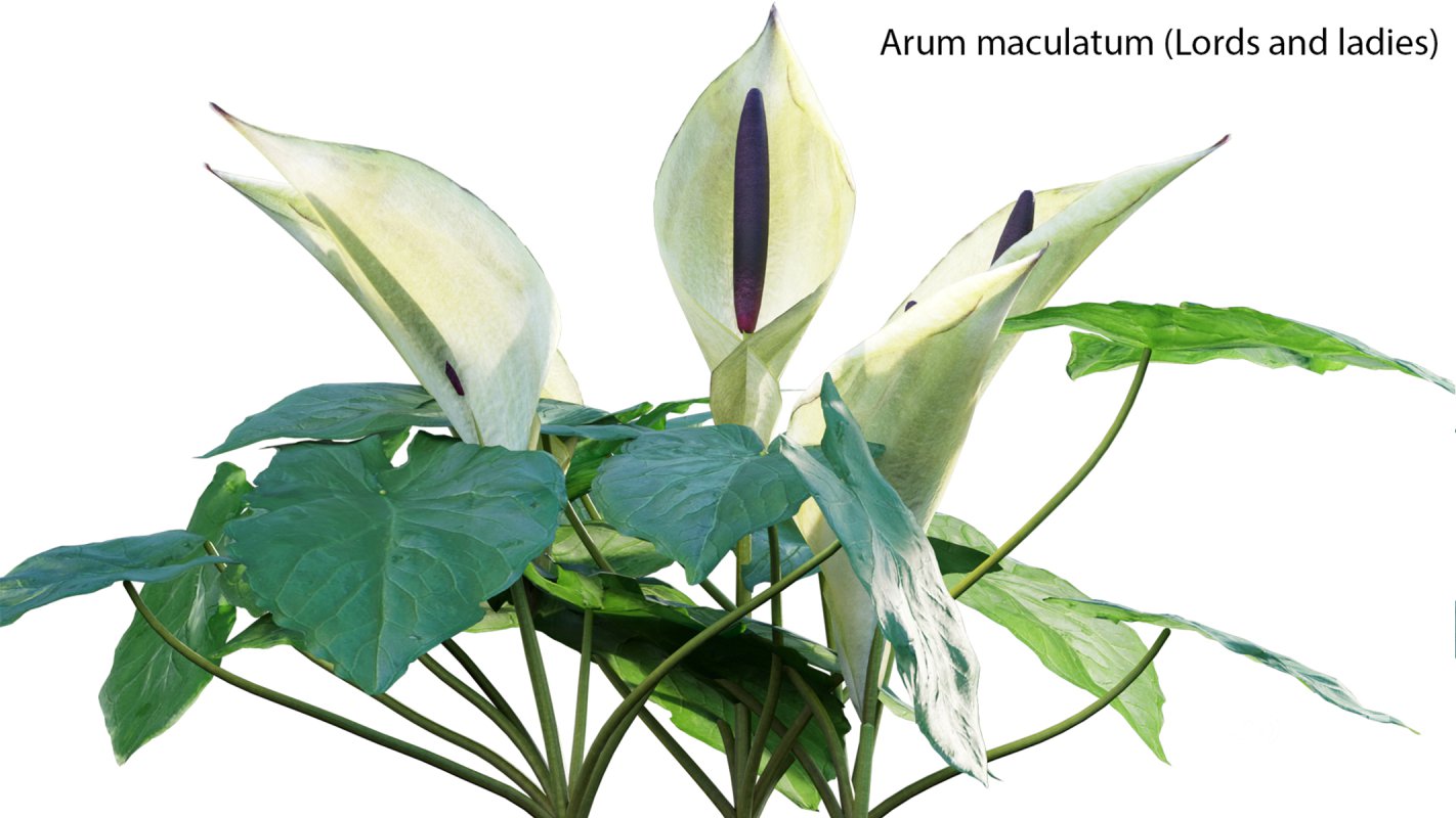 Collection 14 – English Garden Image 13