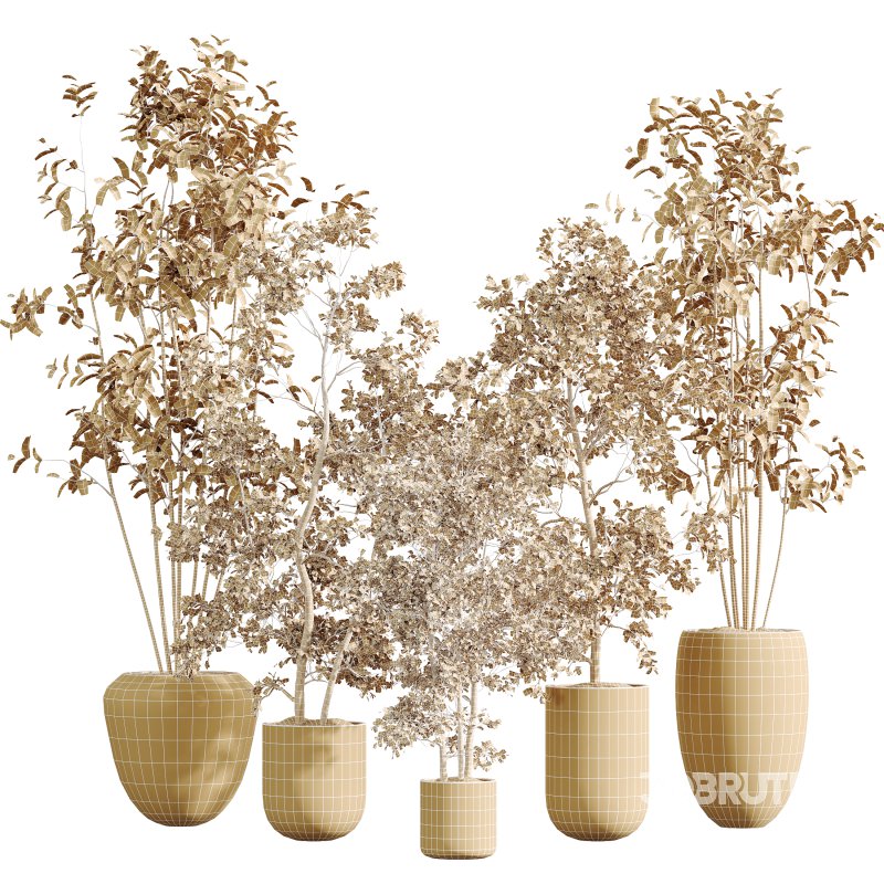 AV Indoor Plants Set 326 Europaea Olive Eucalyptus and Mission Arbequina Olive Image 5