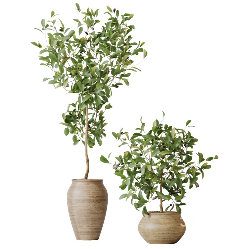 AV Indoor Plants Set 366 Briful Pachira and Areca Palm and Ficus microcarpa and Bird Of Paradise Image 6