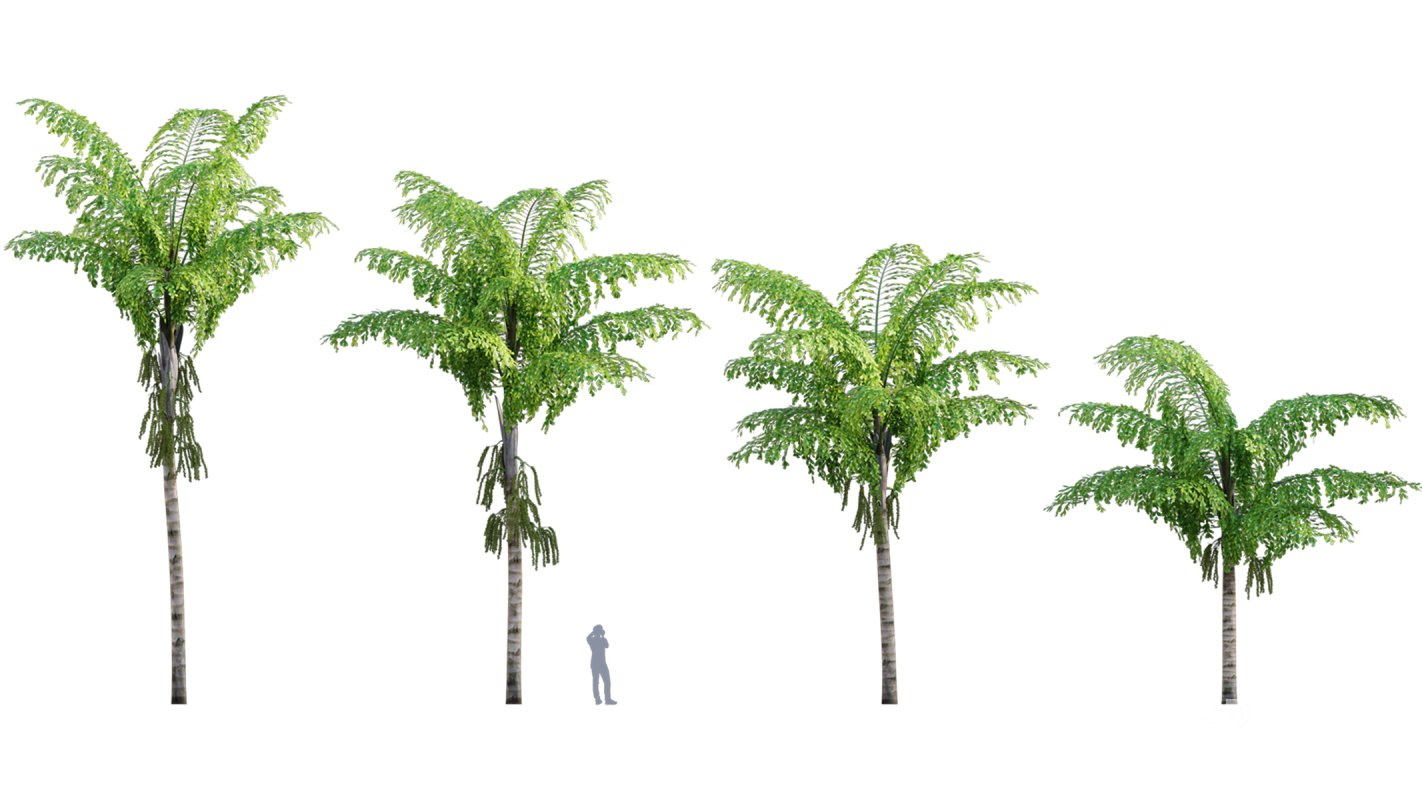 Collection 10 – Palm garden Image 7