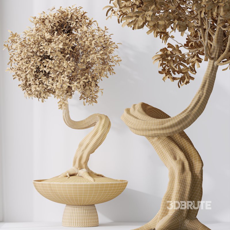 AV Indoor Plants Set 315 Ficus Retusa Bonsai Ginseng and Bonsai Pinus Pentaphylla Thunbergii Image 8