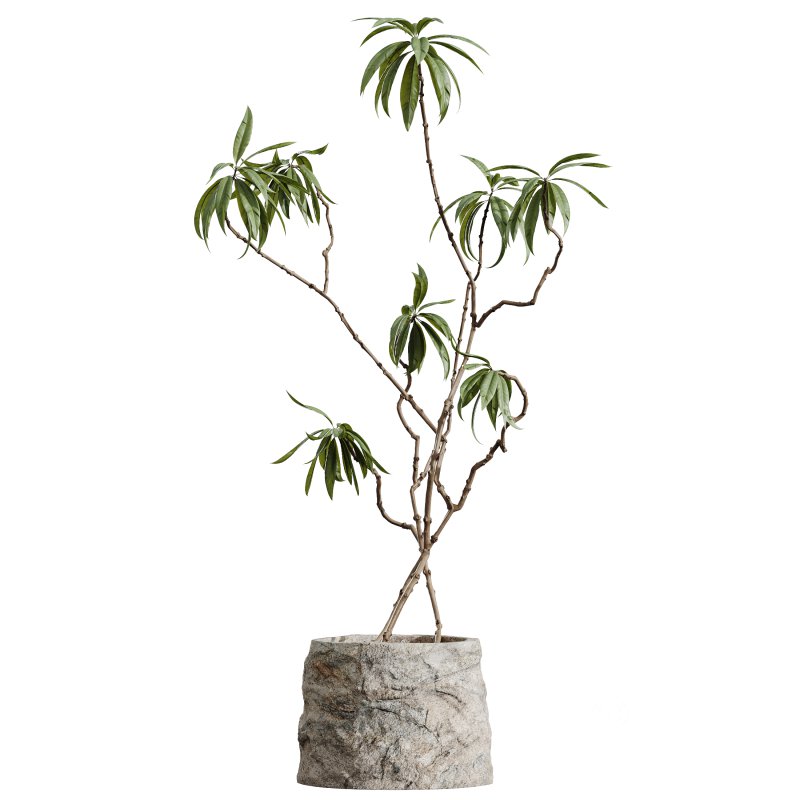 AV Indoor Plants Set 343 Eucalyptus Bouquet and Olive and Ficus Dracaena and Sansevieria Image 2