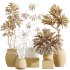 AV Indoor Plants Set 365 Yucca and Areca Palm and Japandi and Euphorbia Drupifera - Thumbnail 7