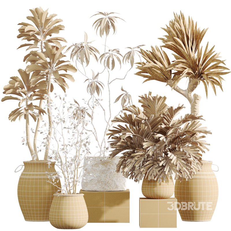 AV Indoor Plants Set 365 Yucca and Areca Palm and Japandi and Euphorbia Drupifera Image 7