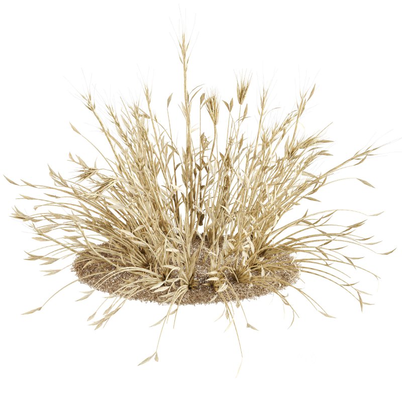 Dry Wheat Grass Clump Image 2