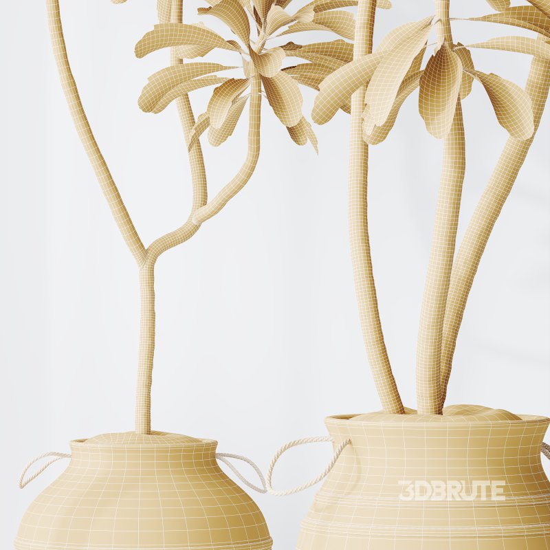 AV Indoor Plants Set 314 Spathiphyllum Wallisii and Cyara Areca Palm and Euphorbia Drupifera Image 8