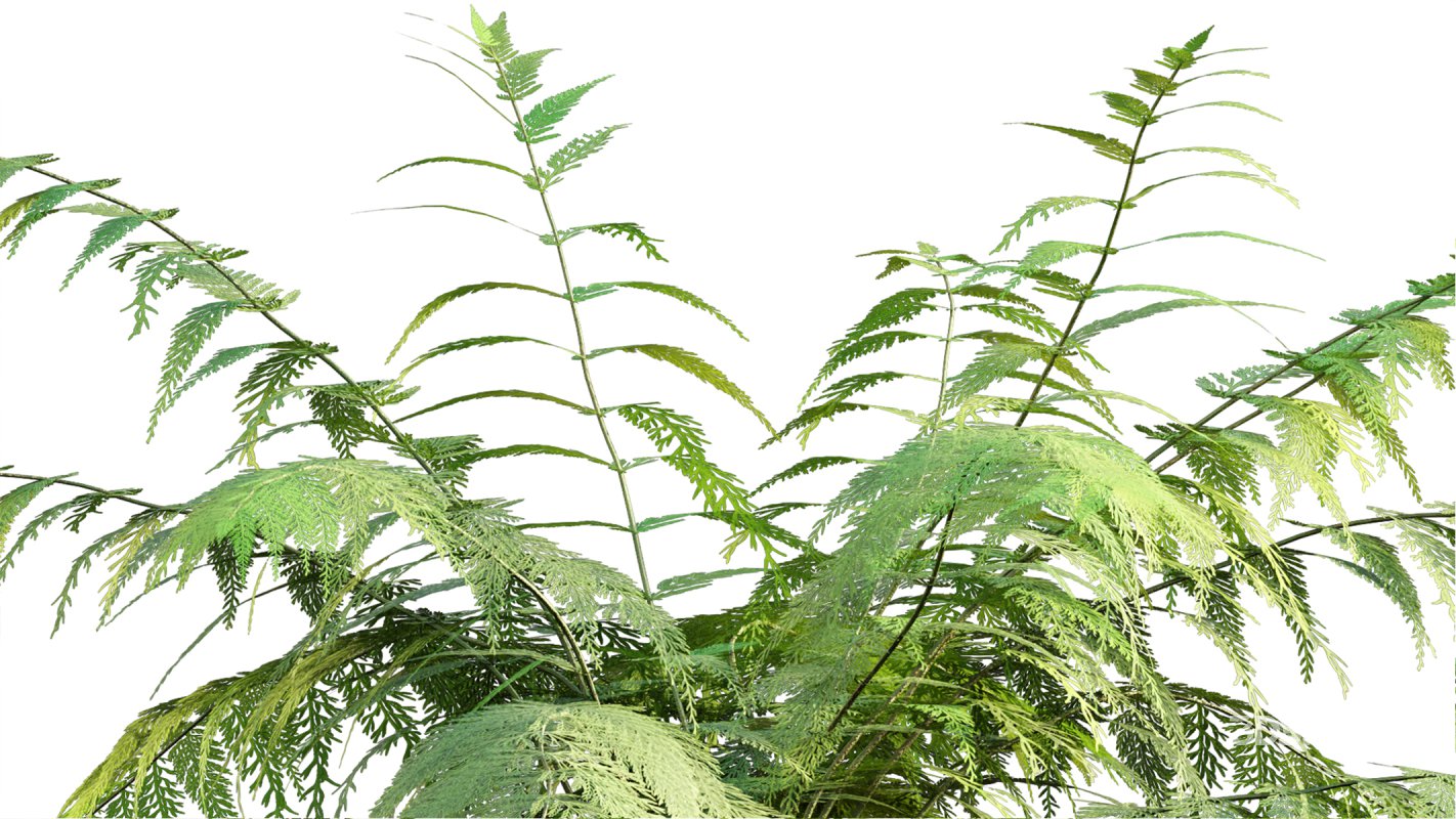 Collection 09 – Fern Garden Image 5