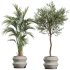 AV Indoor Plants Set 336 Olive and Areca Palm and Banana Nicolai and Ficus Fig - Thumbnail 2