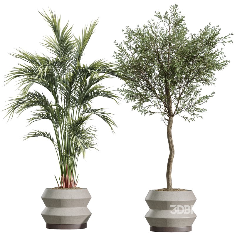 AV Indoor Plants Set 336 Olive and Areca Palm and Banana Nicolai and Ficus Fig Image 2