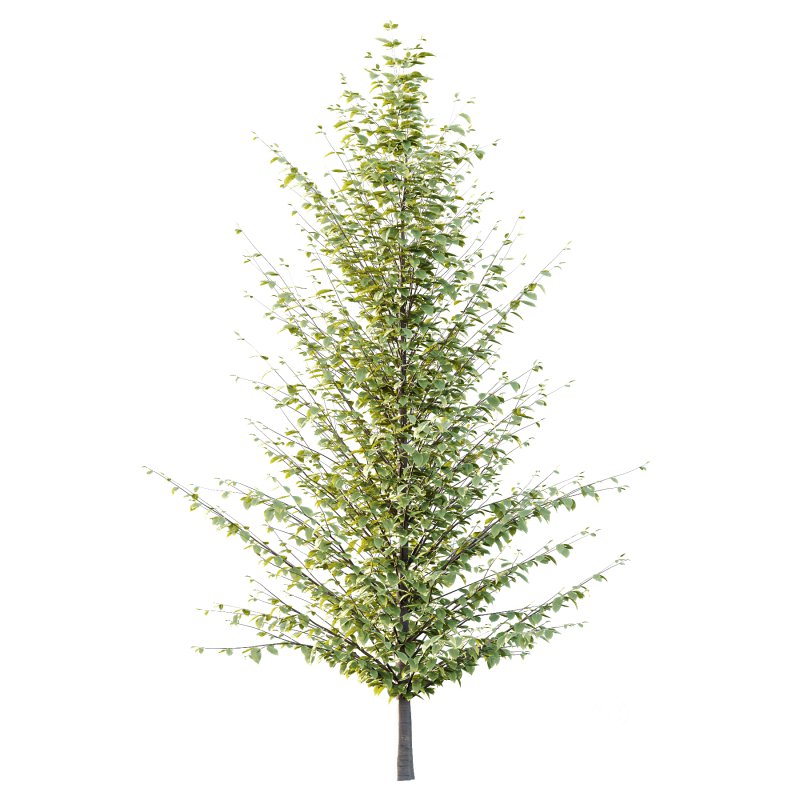 Different Trees 48 Image 1