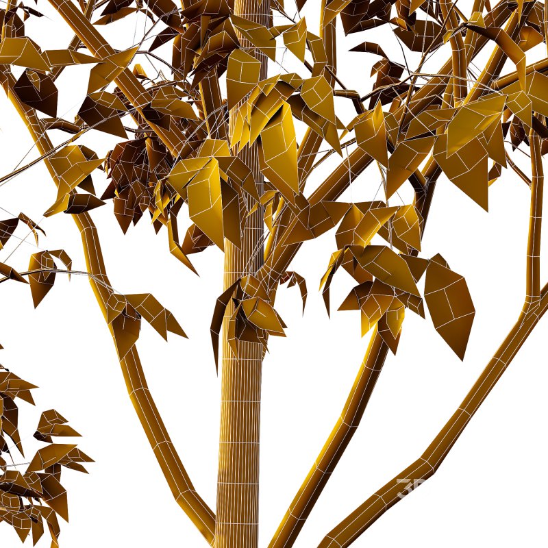 Celtis australis Tree 02 Image 6