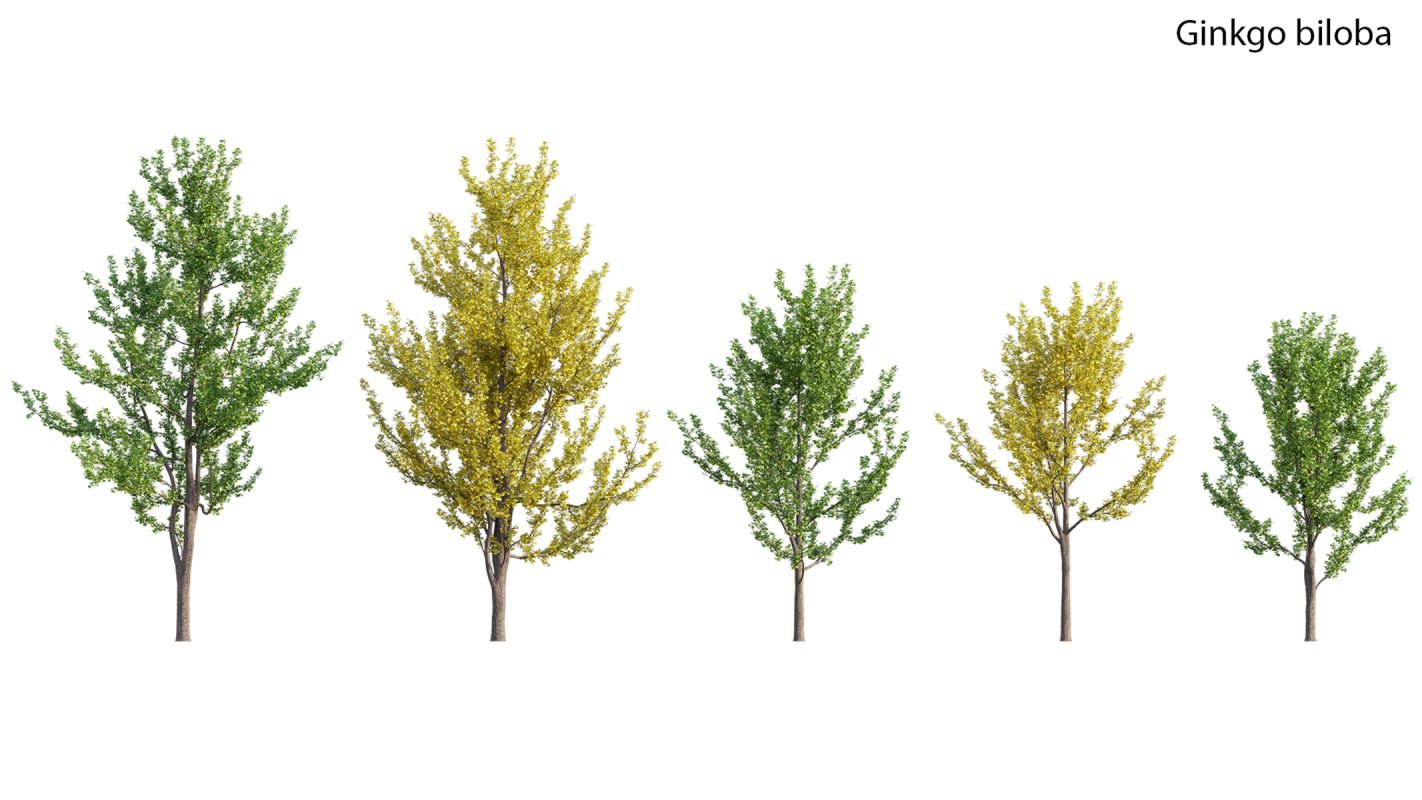 Collection 17 – Chinese garden Image 14