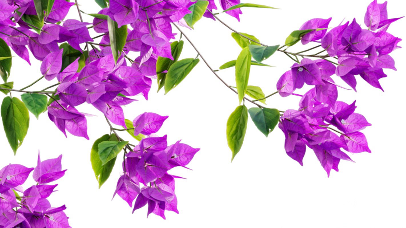 Collection 07 – Central America Garden Image 47