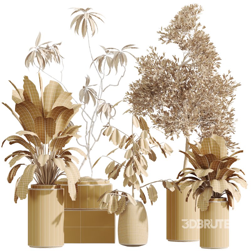 AV Indoor Plants Set 349 Ficus Dracaena Marginata and Olive and Robusta Abidjan Image 7